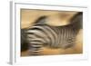 Zebra Walking in Tarangire National Park, Tanzania-Paul Joynson Hicks-Framed Photographic Print