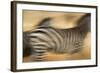 Zebra Walking in Tarangire National Park, Tanzania-Paul Joynson Hicks-Framed Photographic Print