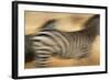 Zebra Walking in Tarangire National Park, Tanzania-Paul Joynson Hicks-Framed Photographic Print
