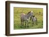 Zebra with Foal-AndamanSE-Framed Photographic Print