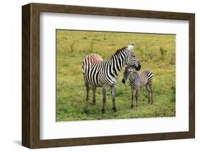 Zebra with Foal-AndamanSE-Framed Photographic Print