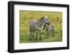 Zebra with Foal-AndamanSE-Framed Photographic Print