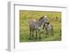 Zebra with Foal-AndamanSE-Framed Photographic Print