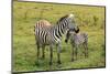 Zebra with Foal-AndamanSE-Mounted Photographic Print