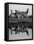 Zebra With Water Reflection-Donvanstaden-Framed Stretched Canvas