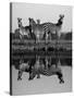 Zebra With Water Reflection-Donvanstaden-Stretched Canvas