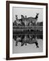 Zebra With Water Reflection-Donvanstaden-Framed Art Print