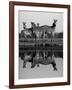 Zebra With Water Reflection-Donvanstaden-Framed Art Print