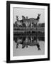 Zebra With Water Reflection-Donvanstaden-Framed Art Print