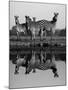Zebra With Water Reflection-Donvanstaden-Mounted Art Print