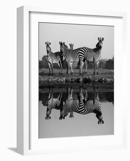 Zebra With Water Reflection-Donvanstaden-Framed Art Print