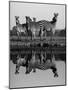 Zebra With Water Reflection-Donvanstaden-Mounted Art Print