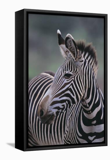 Zebra-DLILLC-Framed Stretched Canvas