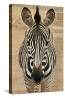 Zebra-Xelissa-Stretched Canvas