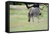 Zebra-Oleg Znamenskiy-Framed Stretched Canvas