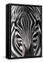 Zebra-Gordon Semmens-Framed Stretched Canvas
