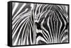 Zebra-Gordon Semmens-Framed Stretched Canvas