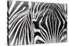 Zebra-Gordon Semmens-Stretched Canvas