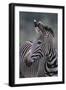 Zebra-DLILLC-Framed Photographic Print