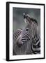 Zebra-DLILLC-Framed Photographic Print