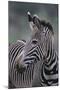 Zebra-DLILLC-Mounted Photographic Print