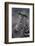 Zebra-DLILLC-Framed Photographic Print