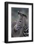 Zebra-DLILLC-Framed Photographic Print