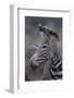 Zebra-DLILLC-Framed Photographic Print