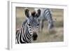 Zebra-matejh-Framed Photographic Print