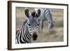 Zebra-matejh-Framed Photographic Print