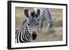 Zebra-matejh-Framed Photographic Print