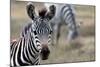 Zebra-matejh-Mounted Photographic Print