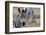 Zebra-matejh-Framed Photographic Print