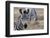 Zebra-matejh-Framed Photographic Print