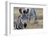 Zebra-matejh-Framed Photographic Print