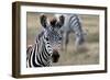 Zebra-matejh-Framed Photographic Print