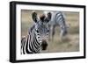 Zebra-matejh-Framed Photographic Print