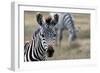 Zebra-matejh-Framed Photographic Print