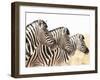 Zebra-Andrushko Galyna-Framed Photographic Print