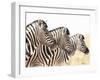 Zebra-Andrushko Galyna-Framed Photographic Print