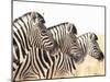 Zebra-Andrushko Galyna-Mounted Photographic Print