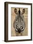 Zebra-Xelissa-Framed Photographic Print