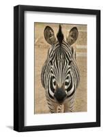 Zebra-Xelissa-Framed Photographic Print