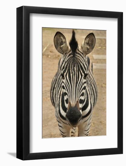 Zebra-Xelissa-Framed Photographic Print