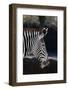 Zebra-macropixel-Framed Photographic Print
