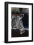 Zebra-macropixel-Framed Photographic Print