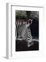 Zebra-macropixel-Framed Photographic Print