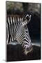 Zebra-macropixel-Mounted Photographic Print