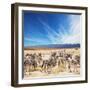 Zebra-Andrushko Galyna-Framed Photographic Print