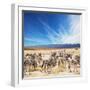 Zebra-Andrushko Galyna-Framed Photographic Print